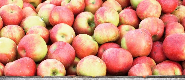 Michigan Apple Committee opens 2026 scholarship applications